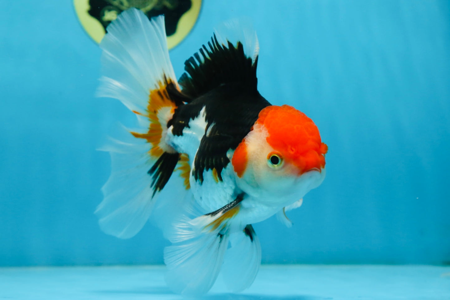 A Grade Tricolor Oranda Male 5-5.5 inches #082225OR_19