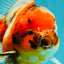 CHUNKY A Grade Calico Yuanbao Male 5.5-6 inches #051526YB_04