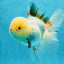A Grade Tricolor Oranda Female 5 inches #050225OR_01