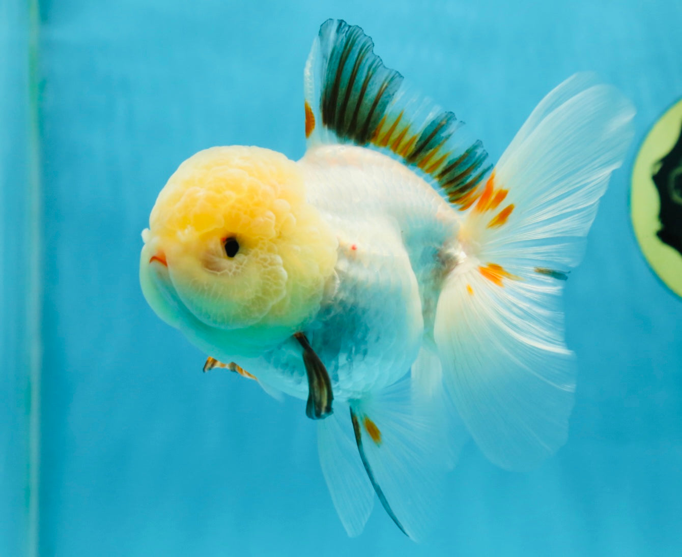 A Grade Tricolor Oranda Female 5 inches #050225OR_01