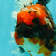 AAA Grade Calico Oranda Female 6.5-7 inches #100226OR_30