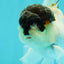 Panda Oranda Male 3.5 inches #1018OR_15