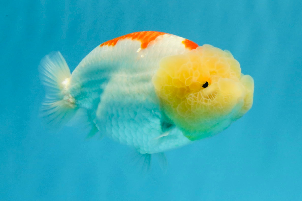 A Grade Red White LionQueen 5 inches #041026LC_14