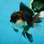 Chubby Cheek Tricolor Oranda Male 5.5 inches #053025OR_31