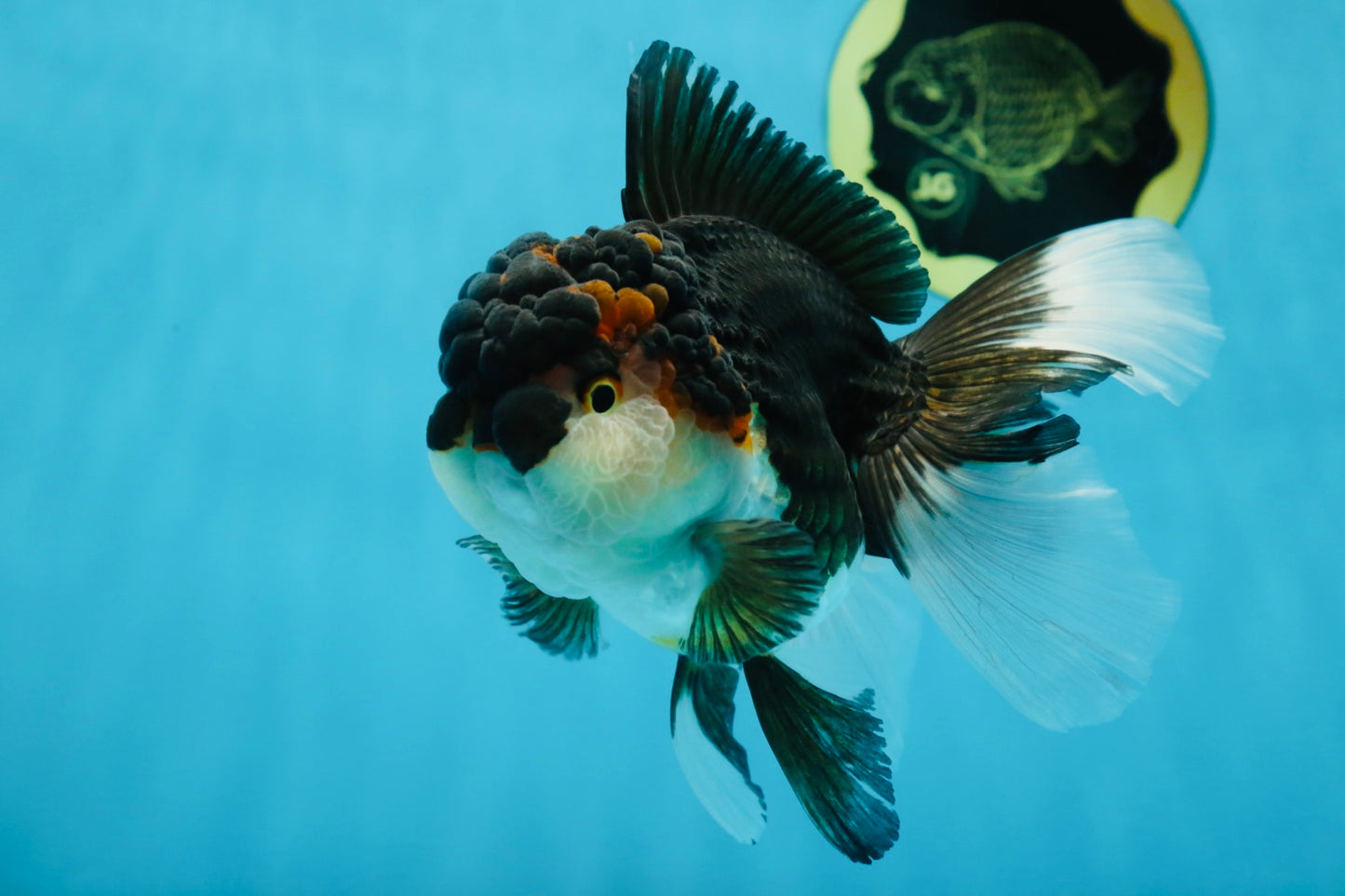 Chubby Cheek Tricolor Oranda Male 5.5 inches #053025OR_31