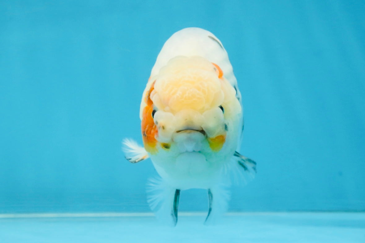 A Grade Calico LionKing 4.5-5 inches #121925LC_09