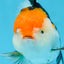 A Grade Tricolor Oranda Female 5 inches #082225OR_23