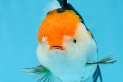 A Grade Tricolor Oranda Female 5 inches #082225OR_23