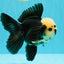 AAA Grade Panda Button Eyes Oranda Male 5.5 inches #031326OR_25