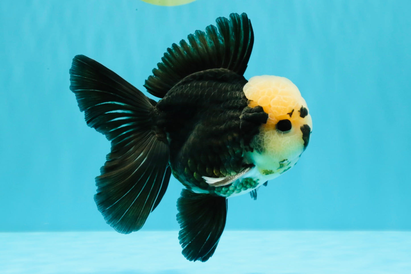 AAA Grade Panda Button Eyes Oranda Male 5.5 inches #031326OR_25