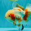 SUPER CUTE AAA Grade Red White Oranda Male 6-6.5 inches #080726OR_04