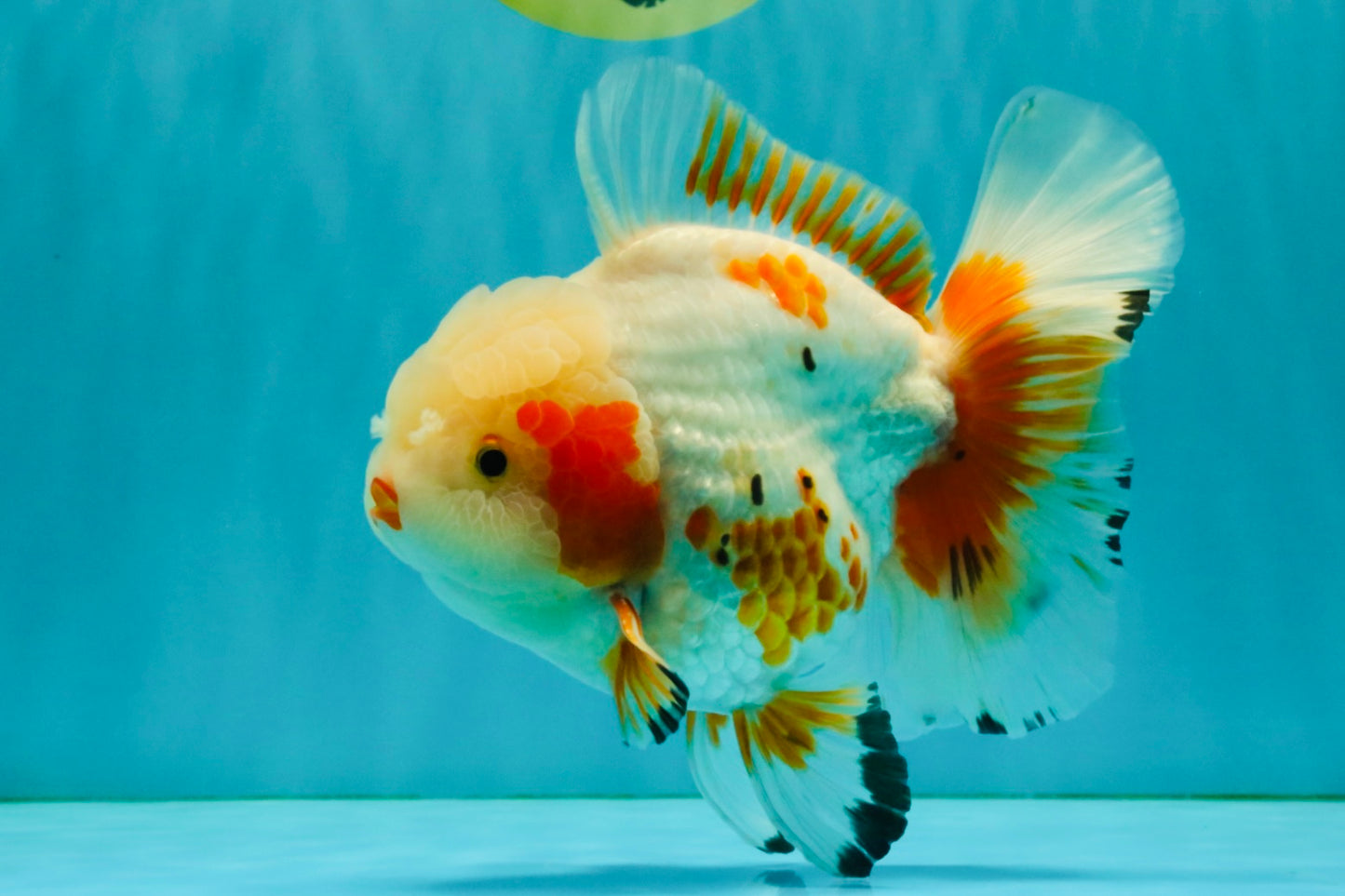 SUPER CUTE AAA Grade Red White Oranda Male 6-6.5 inches #080726OR_04
