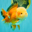 AAA Grade Red White Jade Head Oranda Male 5.5-6 inches #071026OR_29