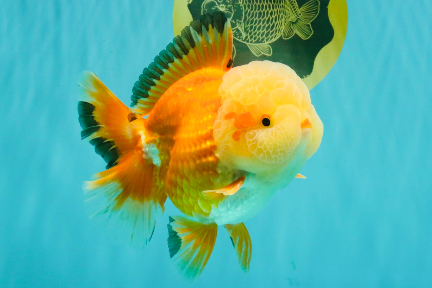 AAA Grade Red White Jade Head Oranda Male 5.5-6 inches #071026OR_29