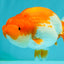 A Grade Red White LionKing 4.5 inches #070326LC_36
