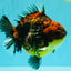CHUNKY A Grade Panda Yuanbao Male 5.5-6  inches #082126YB_30