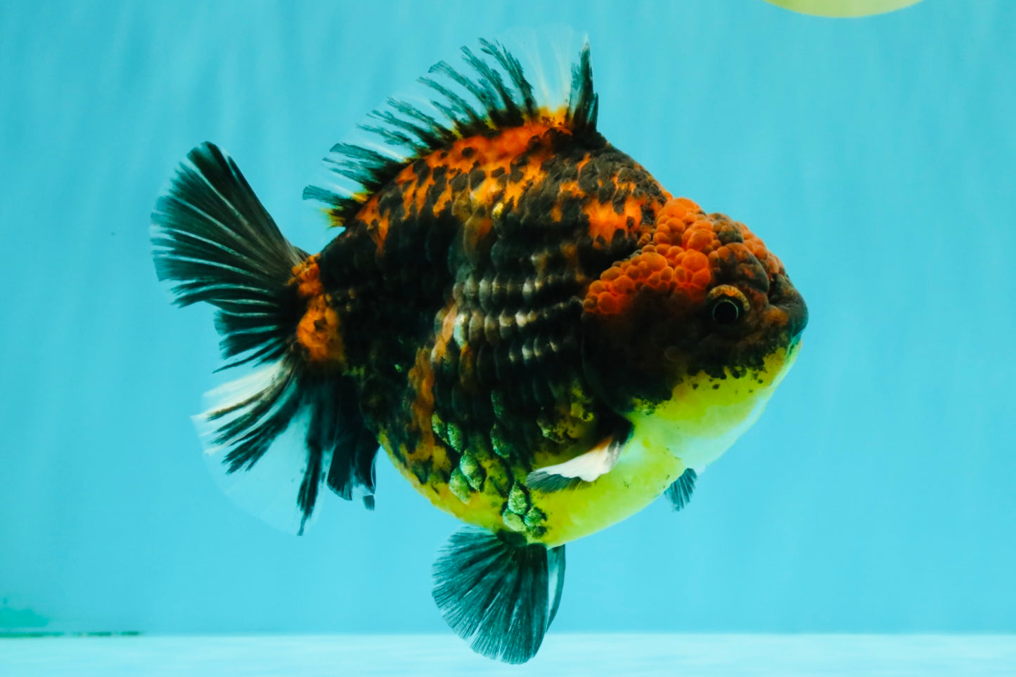 CHUNKY A Grade Panda Yuanbao Male 5.5-6  inches #082126YB_30