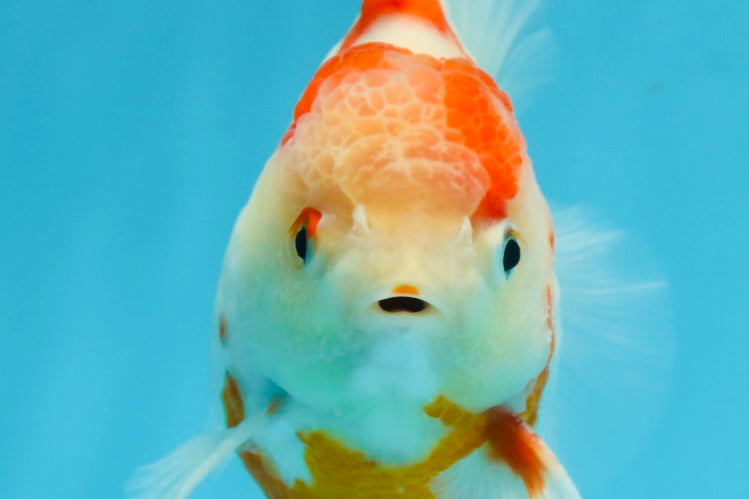 AAA Grade Sakura Kohaku Yuanbao Male 4.5 inches #101025YB_30