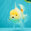 A Grade White Oranda Female 6.5 inches #071726OR_18