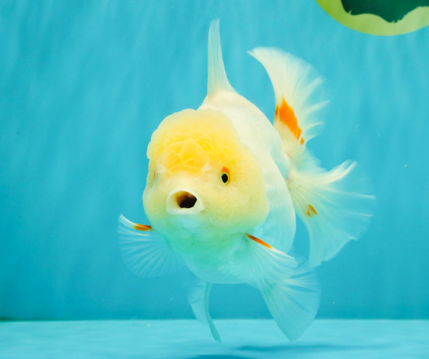 A Grade White Oranda Female 6.5 inches #071726OR_18