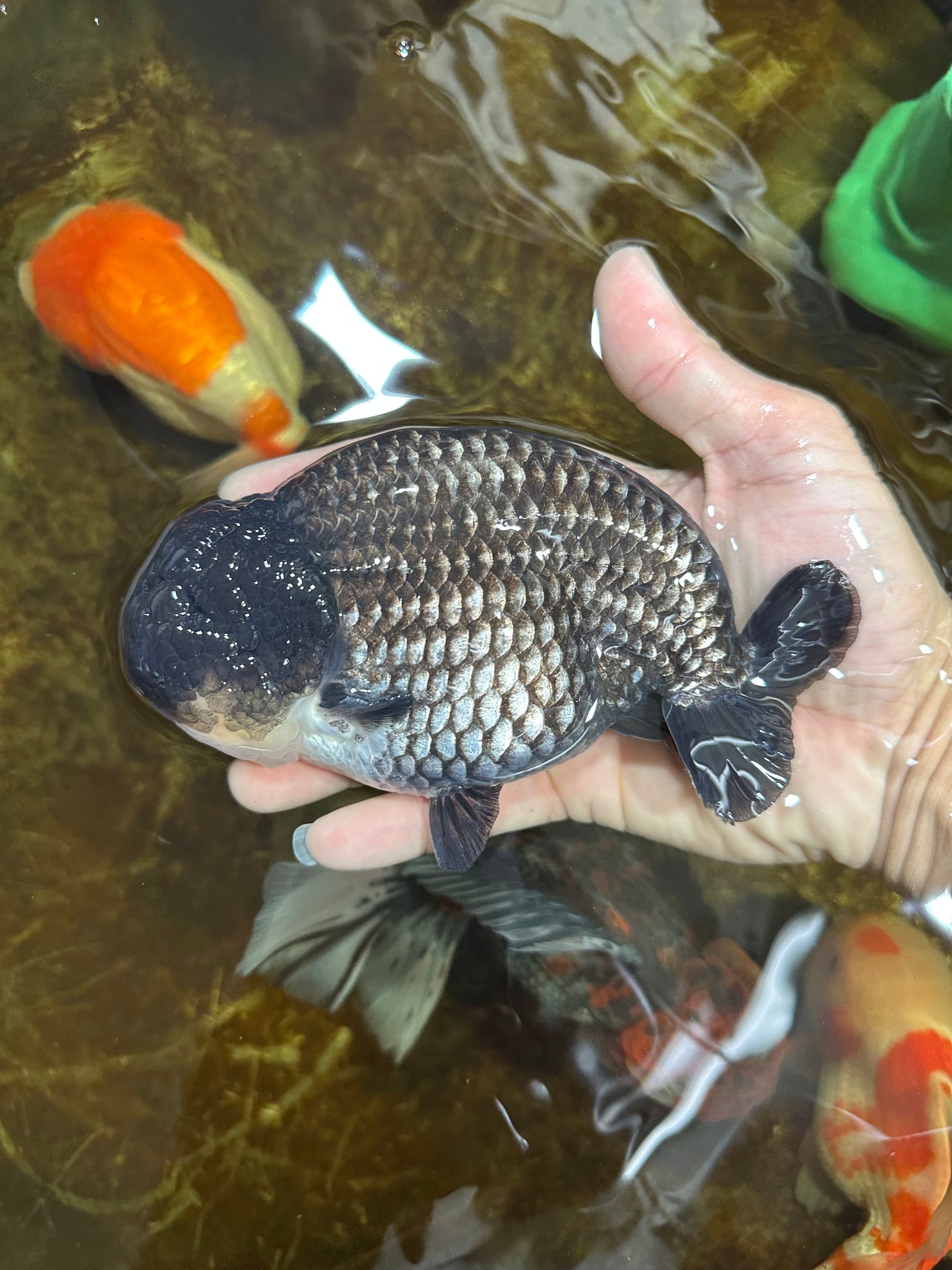 AAA Grade CHONKY Black Blue LionKing 5.5 inches #090525LC_05