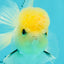 A Grade Lemonhead Oranda Male 4.5 inches #111524OR_21