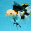 A Grade Tricolor Oranda Female 5-5.5 inches #081525OR_29