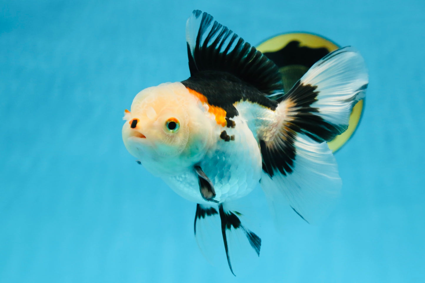 A Grade Tricolor Oranda Female 5-5.5 inches #081525OR_29