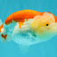 FLUFFY WEN AAA Grade Red White LionQueen 4.5 inches #050126LC_19