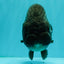CHUBBY A Grade Black LionQueen 6 inches #101626LC_22
