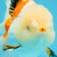 PUPPY A Grade Tricolor Oranda Female 7 inches #040326OR_07
