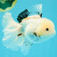 White Oranda Female 6-6.5 inches #032026OR_05