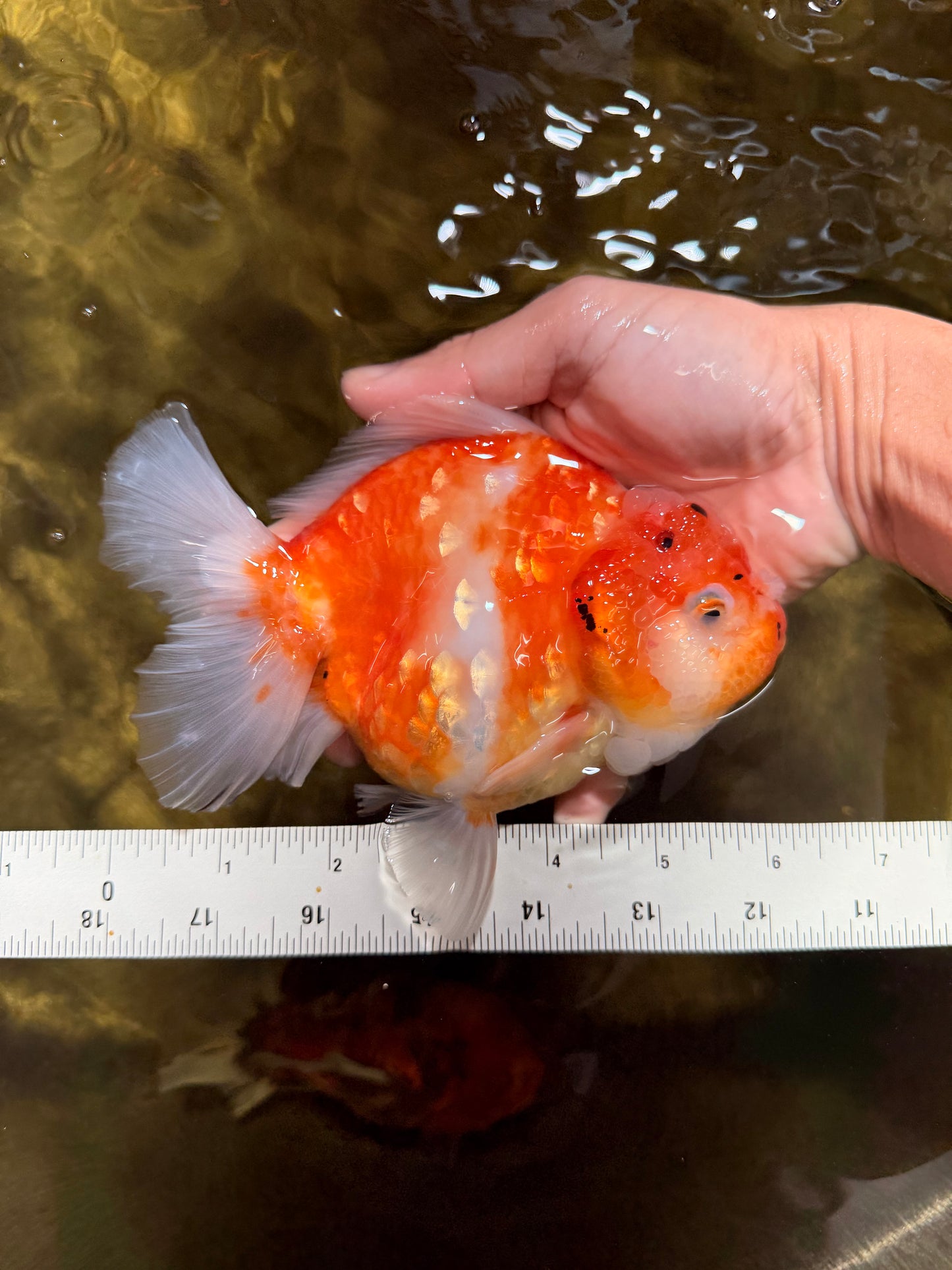 A Grade Sakura Yuanbao Female 6 inches #111425YB_02