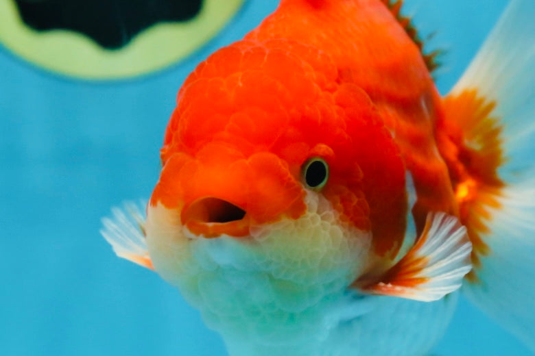 AAA Grade Red White Yuanbao Male 5-5.5 inches #081525YB_05