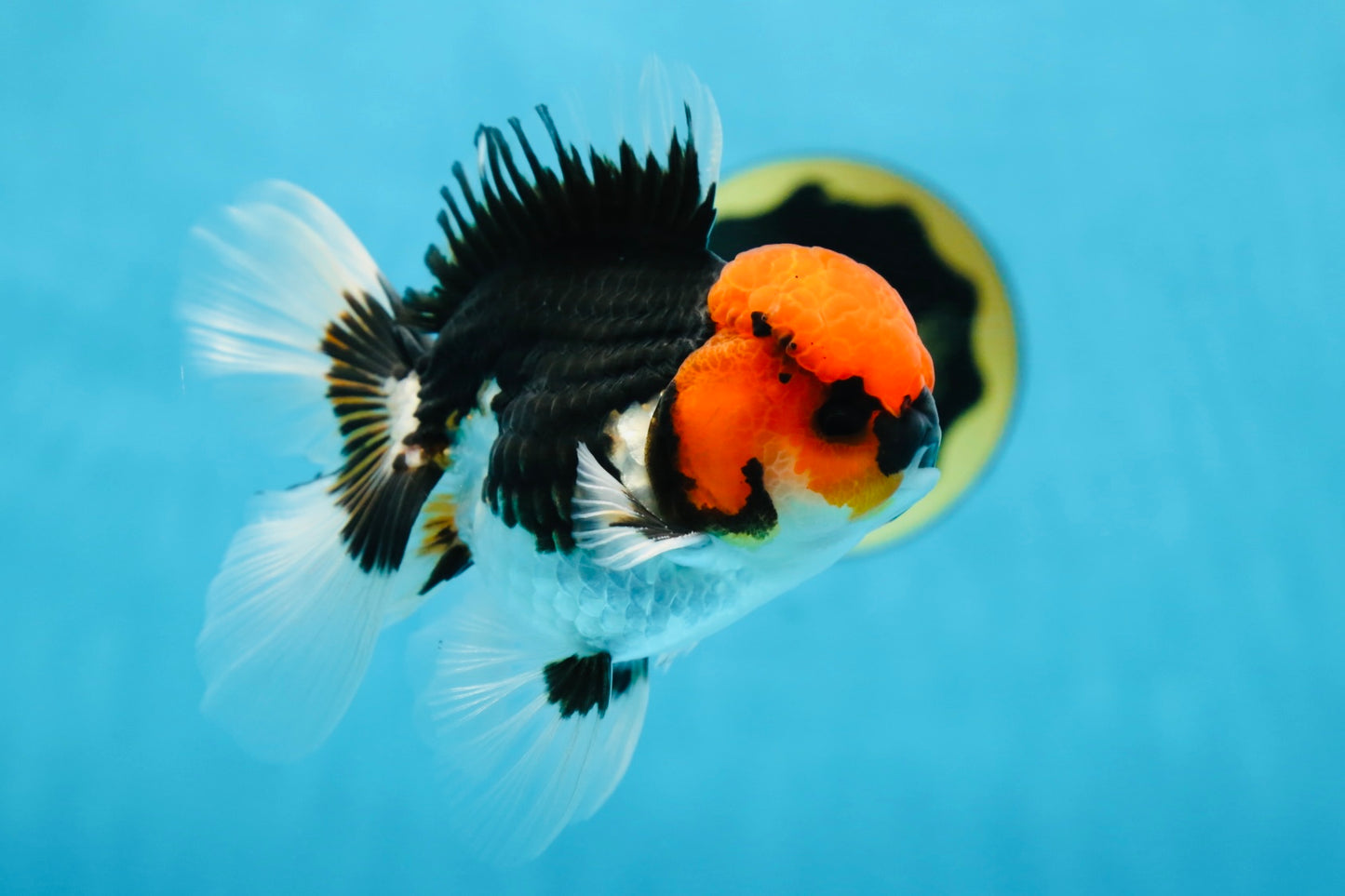 AAA Grade Tricolor Button Eyes Oranda Male 5 inches #080825OR_04