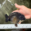 A Grade Black Ranchu Female 5.5 inches #072426RC_37