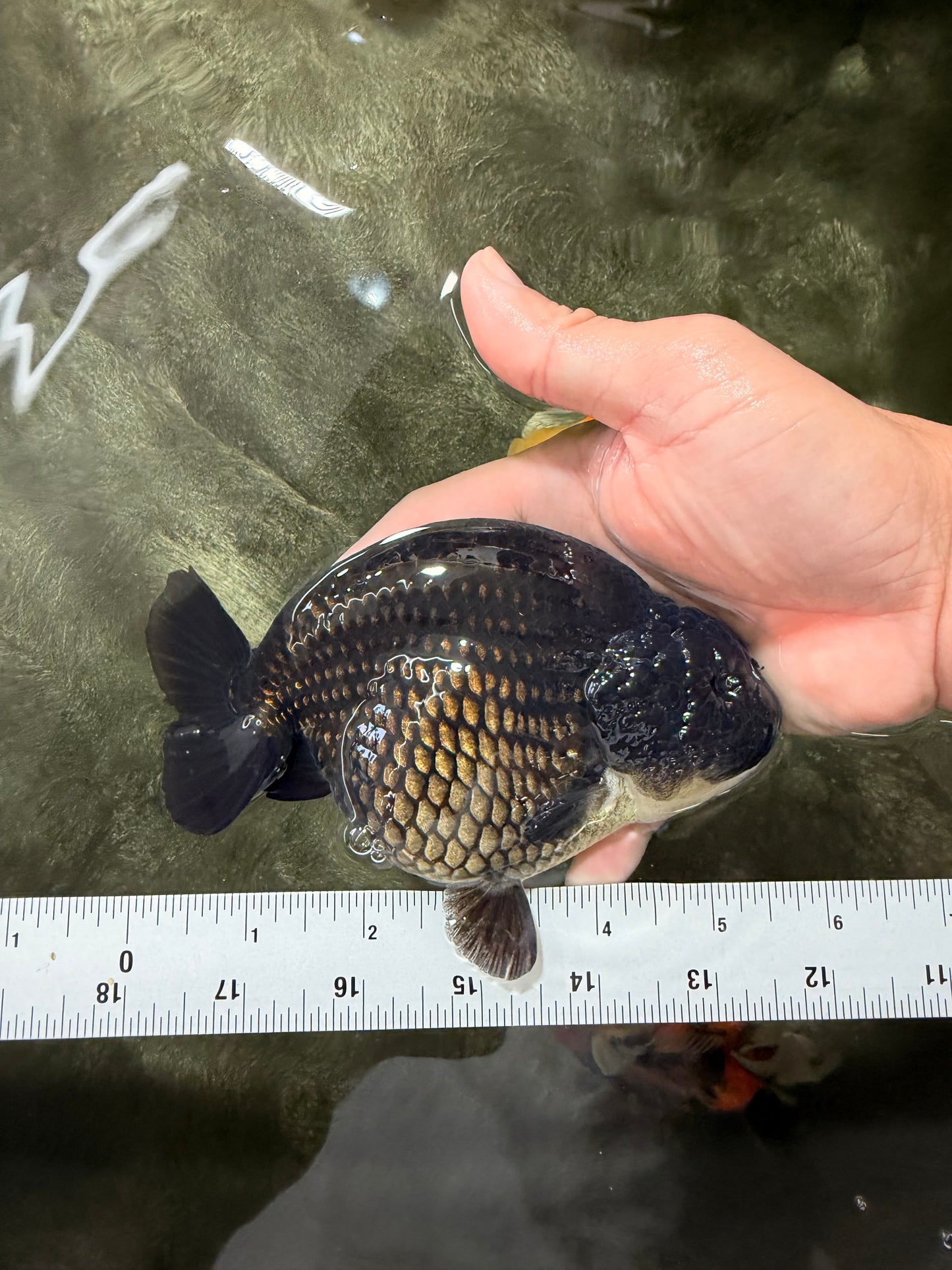 A Grade Black Ranchu Female 5.5 inches #072426RC_37