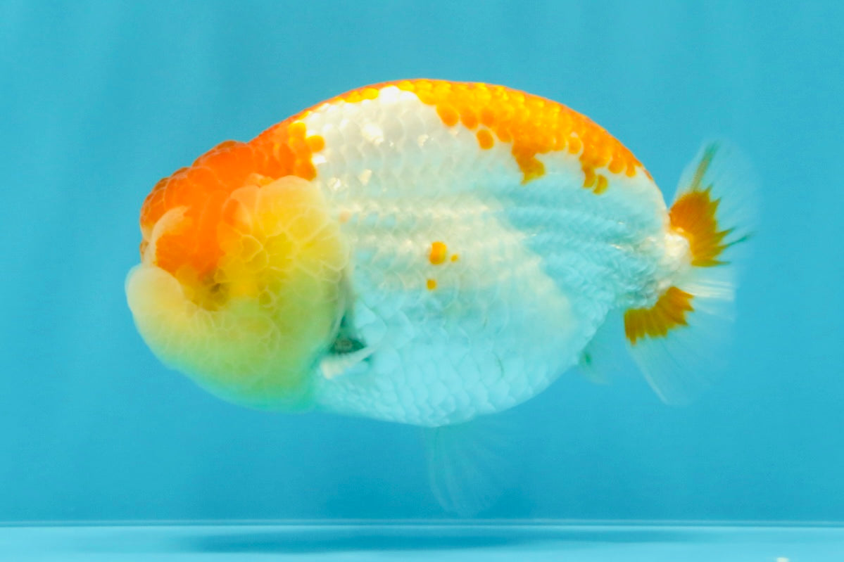 AAA Grade Dragon Head Kohaku Red White LionKing 4-4.5 inches #022726LC_29