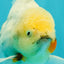 A Grade Marble Oranda Male 5.5-6 inches #062626OR_31