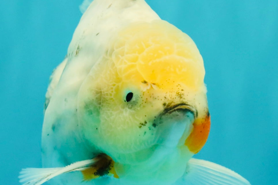 A Grade Marble Oranda Male 5.5-6 inches #062626OR_31