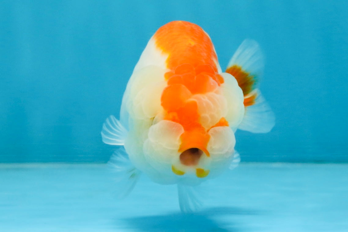 AAA Grade Red White LionQueen 4 inches #112125LC_08