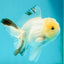 A Grade White Panda Oranda Male 4.5 inches #111524OR_25