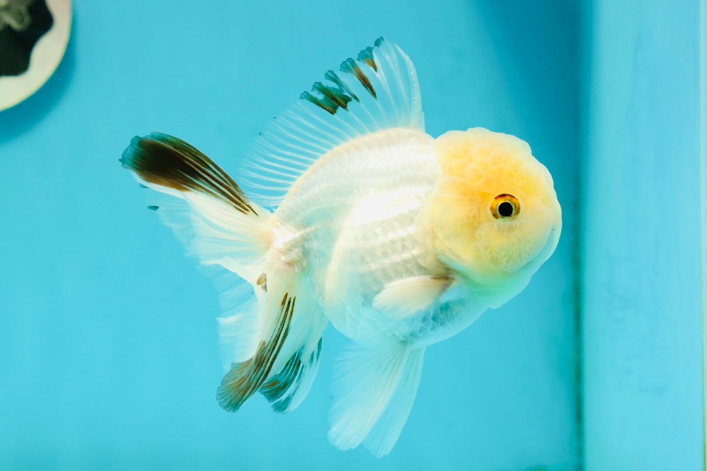 A Grade White Panda Oranda Male 4.5 inches #111524OR_25