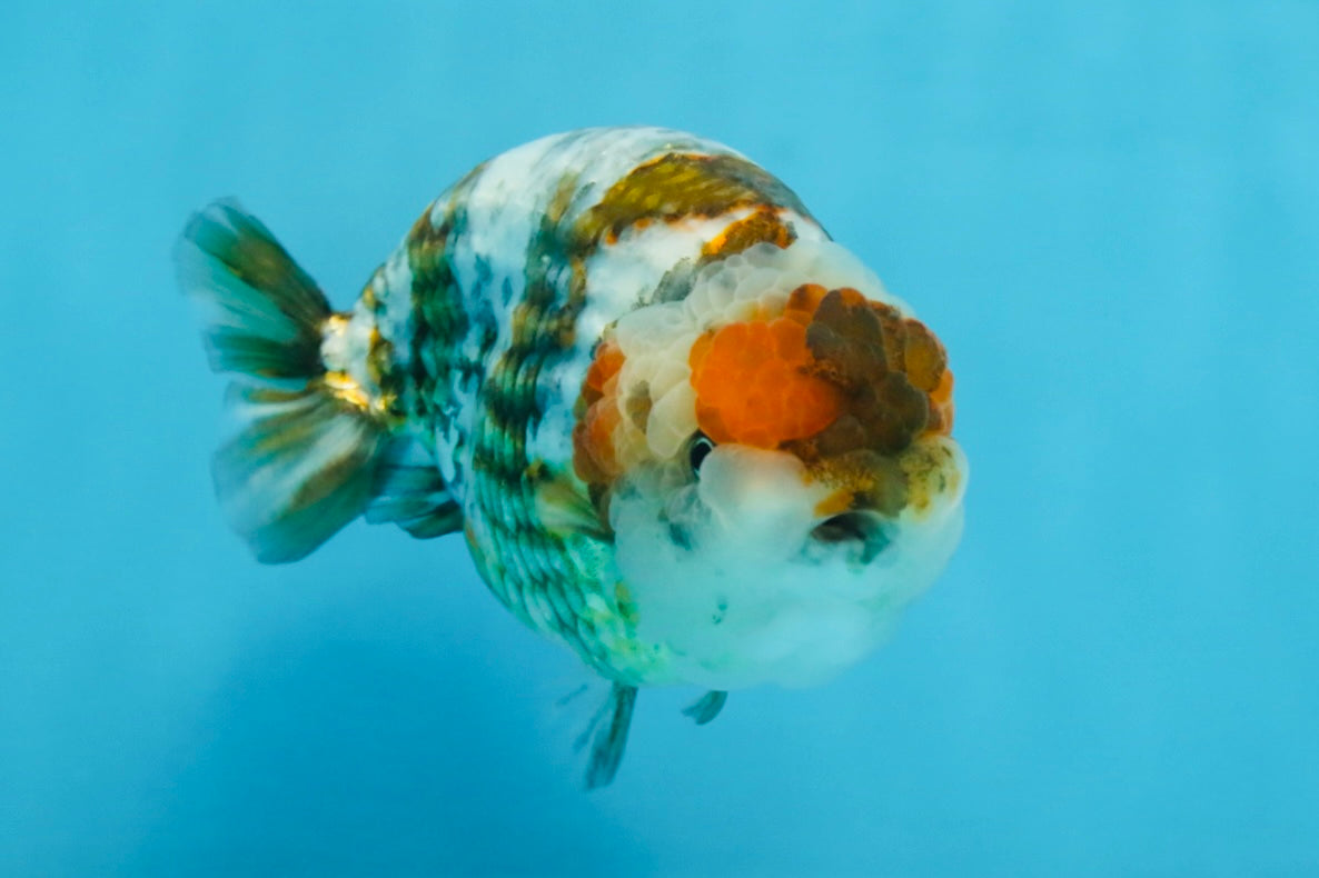 A Grade Calico Blue Base LionQueen 5 inches #103125LC_17