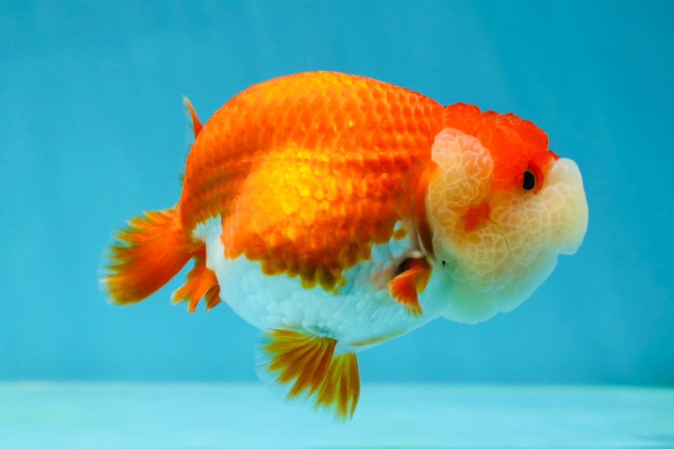 AAA Grade Peekaboo Red White LionQueen 4-4.5 inches #050925LC_15