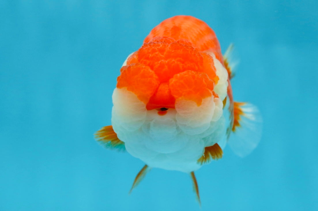 AAA Grade SUPER Red White LionQueen 4.5 inches #051625LC_35