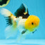 A Grade Panda Oranda Female 5.5-6 inches #082925OR_09