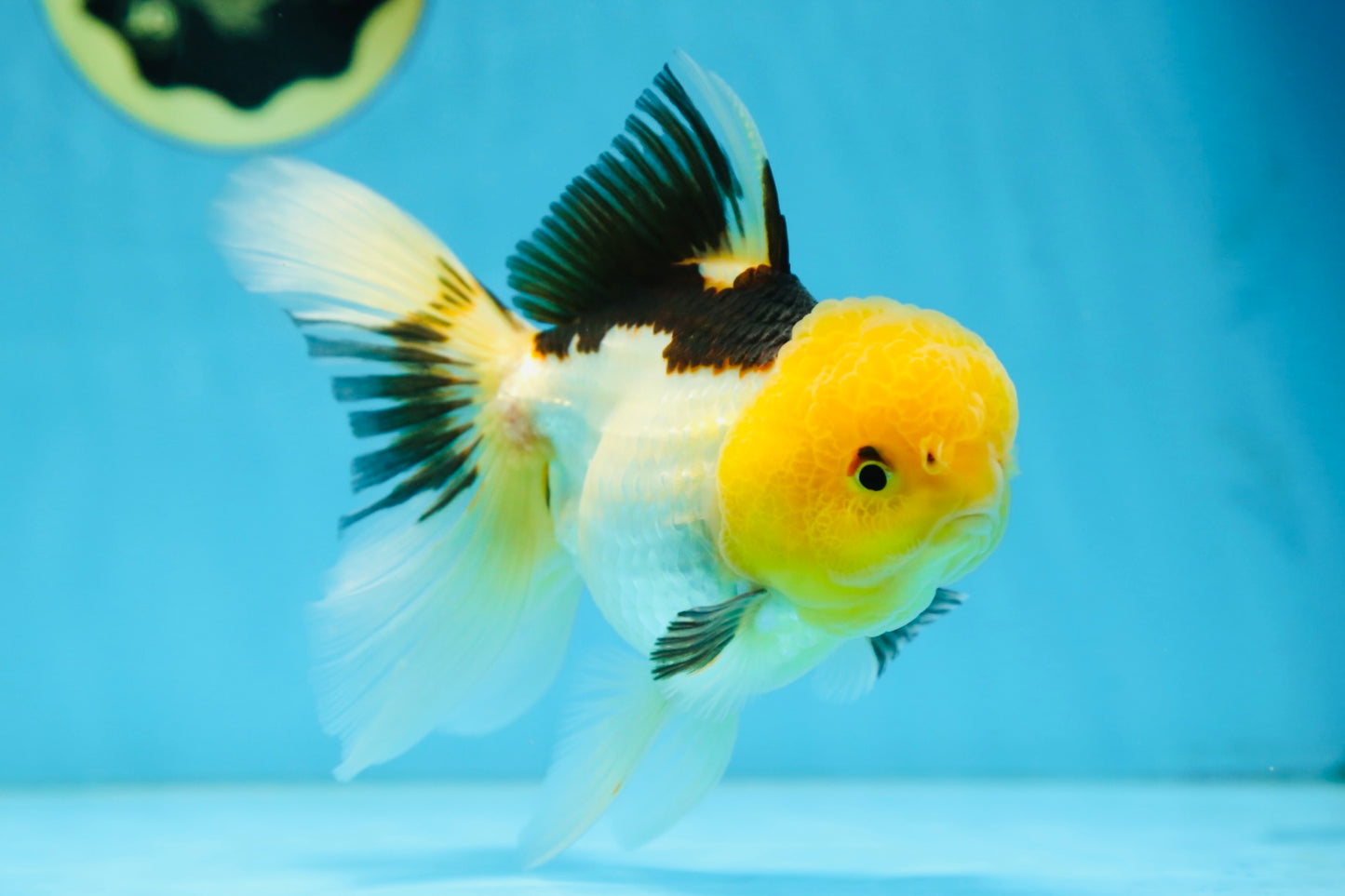 A Grade Panda Oranda Female 5.5-6 inches #082925OR_09