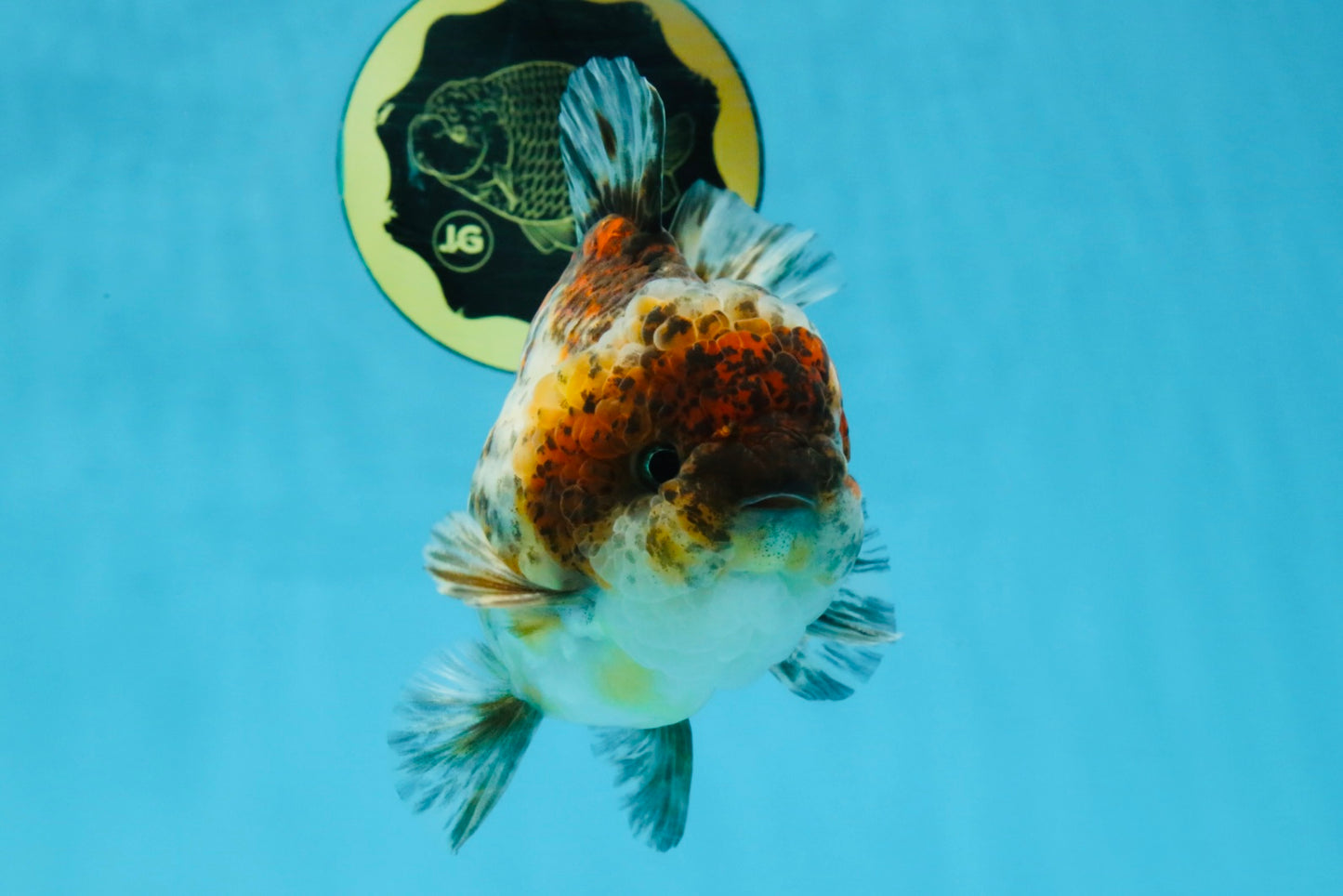 CHONKY A Grade Kirin Oranda Male 5.5 inches #121925OR_13