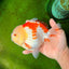 CHUBBY A Grade Red White Yuanbao Male 6 inches #041026YB_26